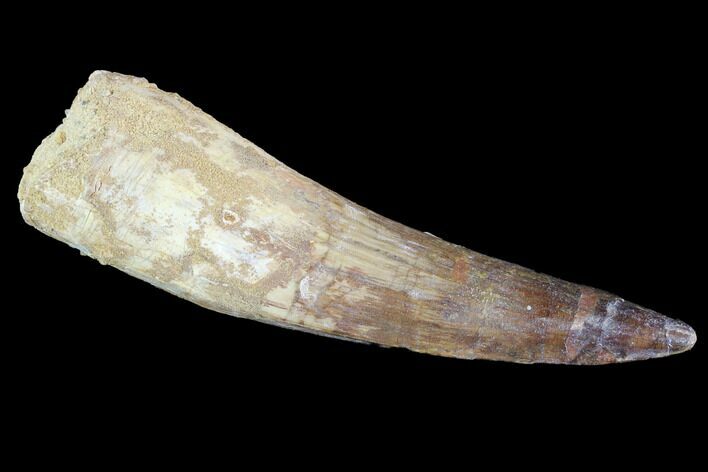 Bargain, Real Spinosaurus Tooth - Composite Tip #89111
